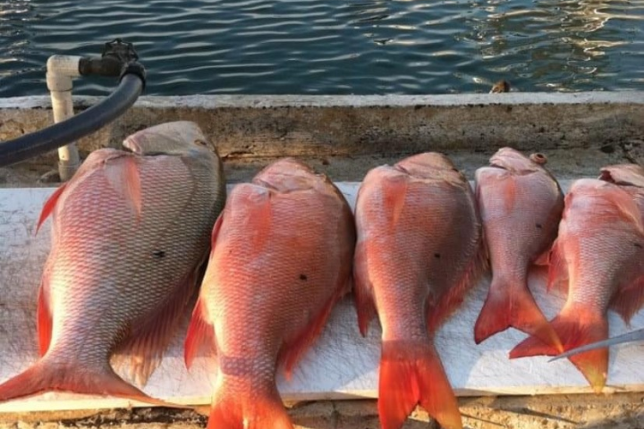 multiple fish on a table near the water